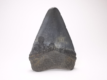 Dent de requin: Carcharodon megalodon, Miocène (USA)