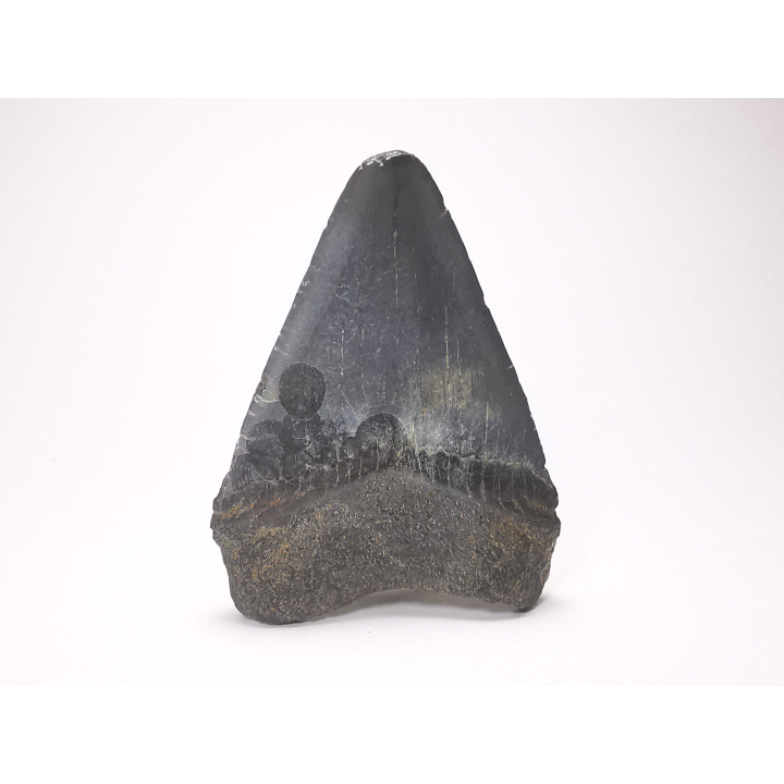 shark tooth: Carcharodon megalodon - Miocene (USA)