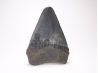 Dent de requin: Carcharodon megalodon, Miocène (USA)