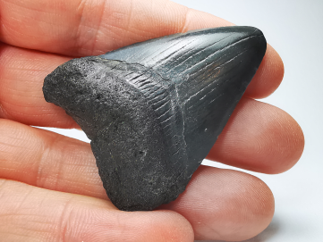 Dent de requin: Carcharodon megalodon, Miocène (USA)