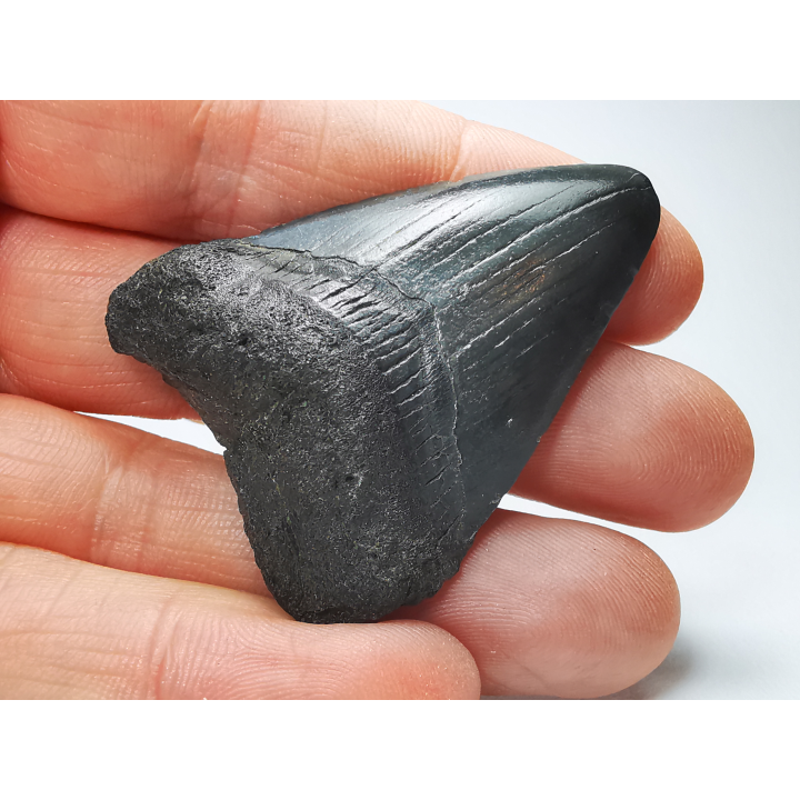 shark tooth: Carcharodon megalodon - Miocene (USA)