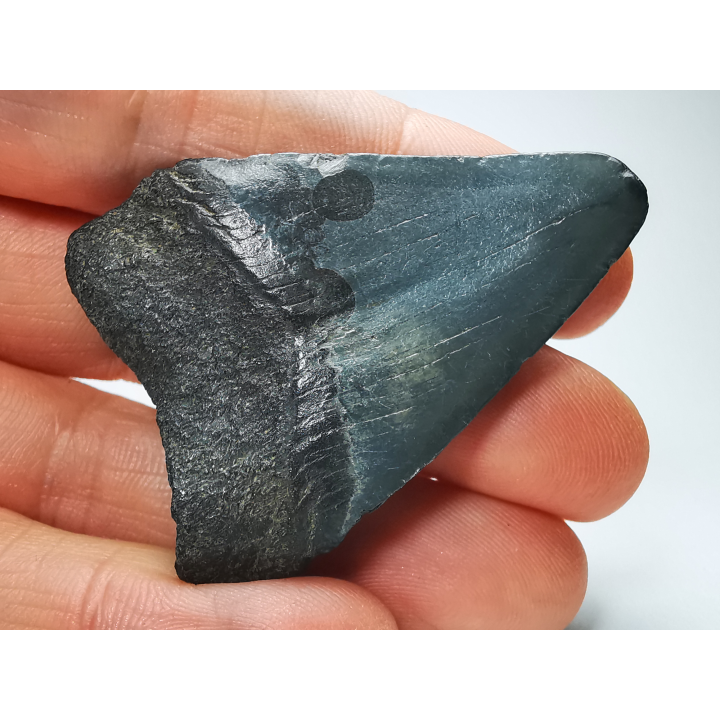 shark tooth: Carcharodon megalodon - Miocene (USA)