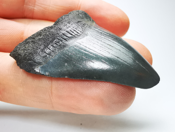 Dent de requin: Carcharodon megalodon, Miocène (USA)