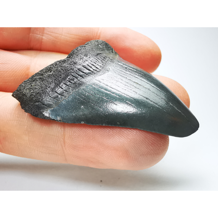shark tooth: Carcharodon megalodon - Miocene (USA)