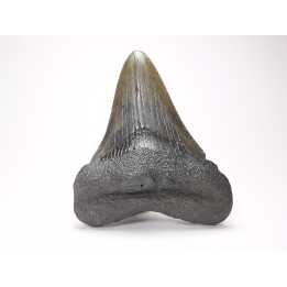 shark tooth: Carcharodon megalodon - Miocene (USA)