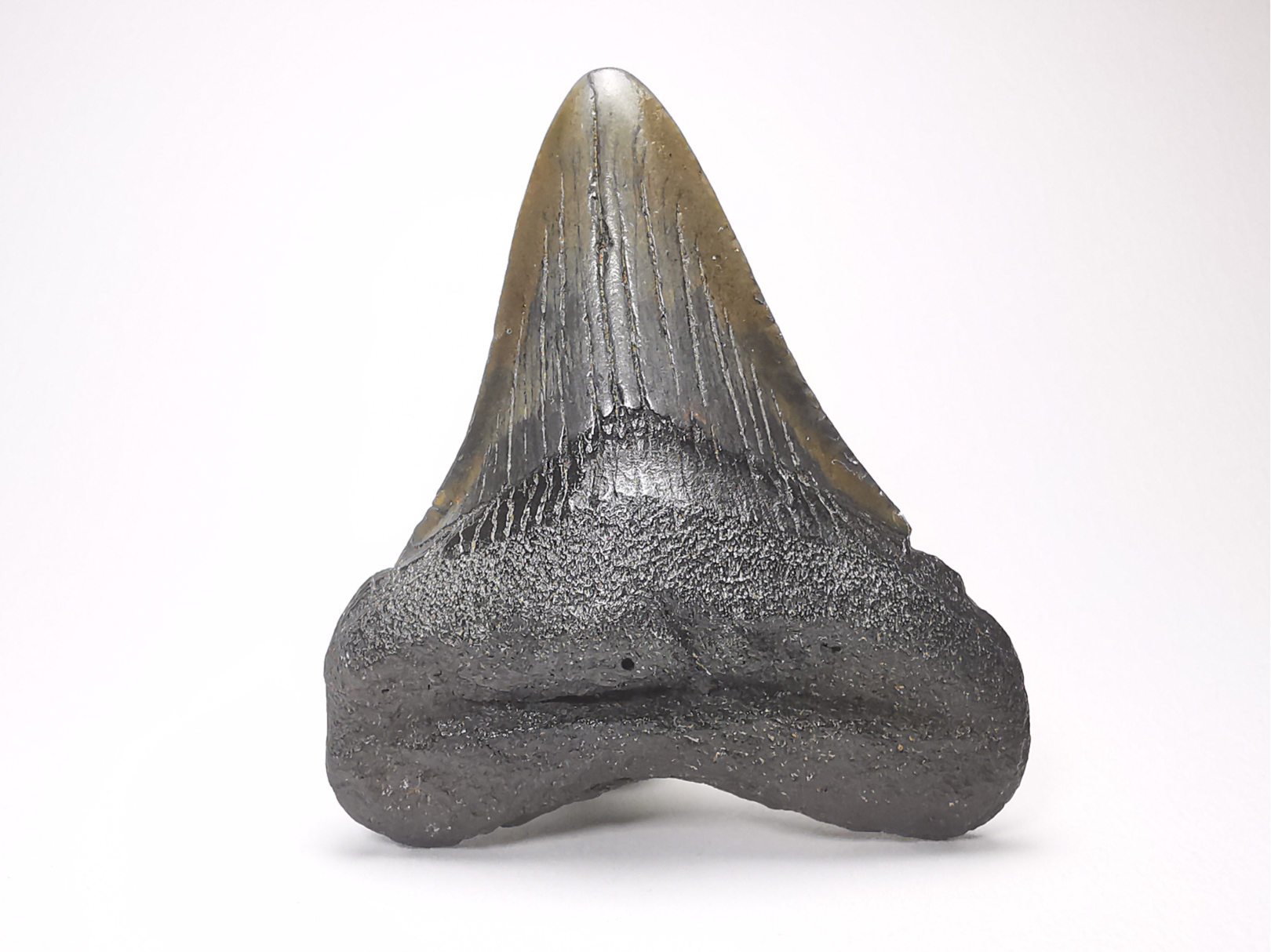 shark tooth: Carcharodon megalodon - Miocene (USA)