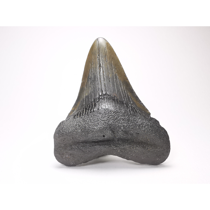 shark tooth: Carcharodon megalodon - Miocene (USA)