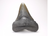 shark tooth: Carcharodon megalodon - Miocene (USA)