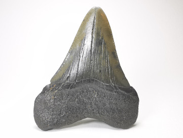 shark tooth: Carcharodon megalodon - Miocene (USA)