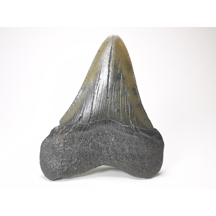 Dent de requin: Carcharodon megalodon, Miocène (USA)