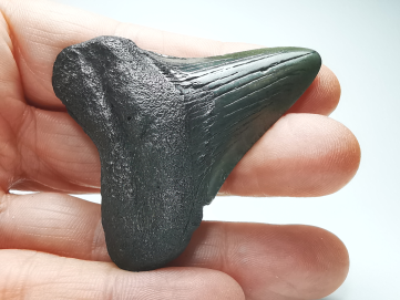 shark tooth: Carcharodon megalodon - Miocene (USA)