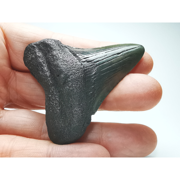 Dent de requin: Carcharodon megalodon, Miocène (USA)