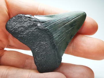 Dent de requin: Carcharodon megalodon, Miocène (USA)