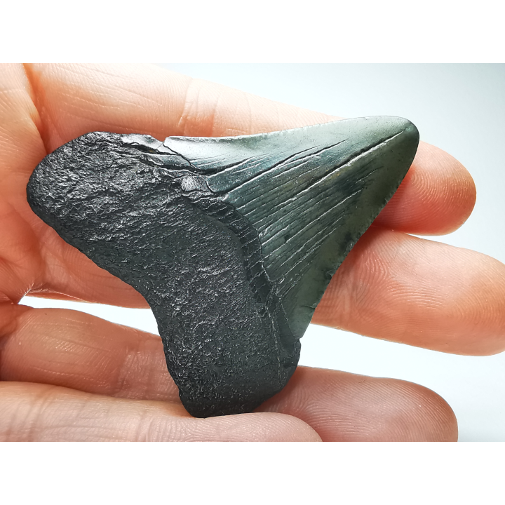 Dent de requin: Carcharodon megalodon, Miocène (USA)