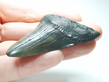 shark tooth: Carcharodon megalodon - Miocene (USA)
