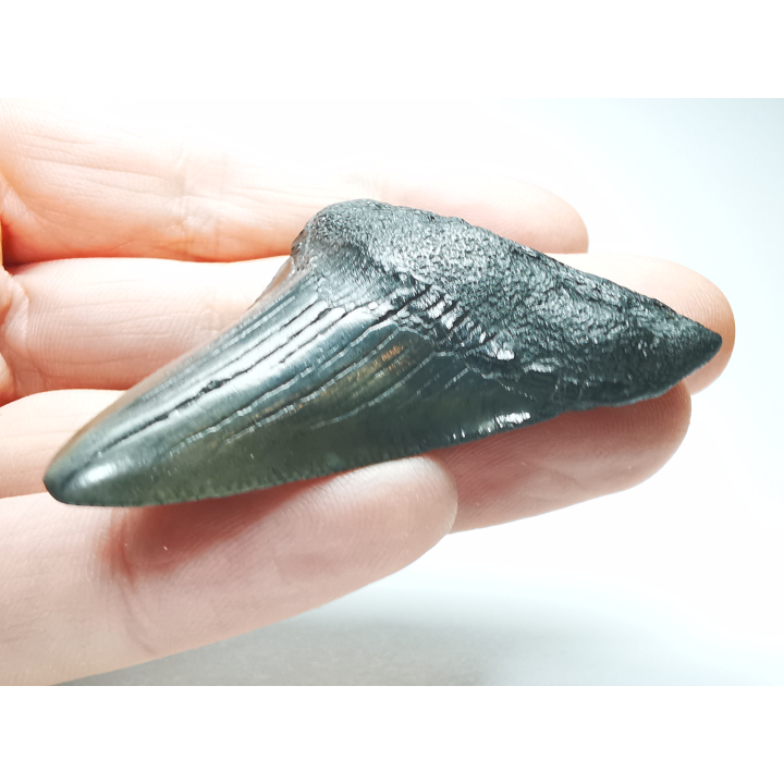 shark tooth: Carcharodon megalodon - Miocene (USA)