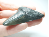 shark tooth: Carcharodon megalodon - Miocene (USA)