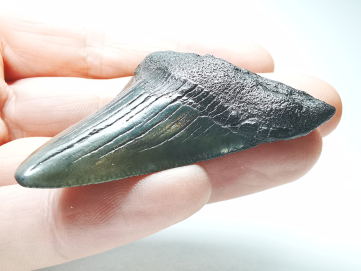 Dent de requin: Carcharodon megalodon, Miocène (USA)