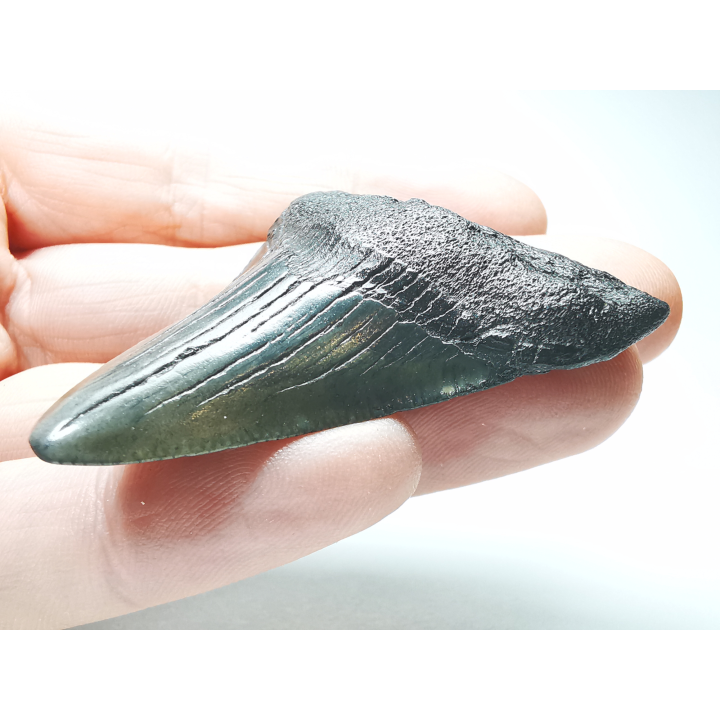 Dent de requin: Carcharodon megalodon, Miocène (USA)