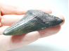 shark tooth: Carcharodon megalodon - Miocene (USA)