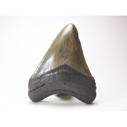 Dent de requin: Carcharodon megalodon, Miocène (USA)