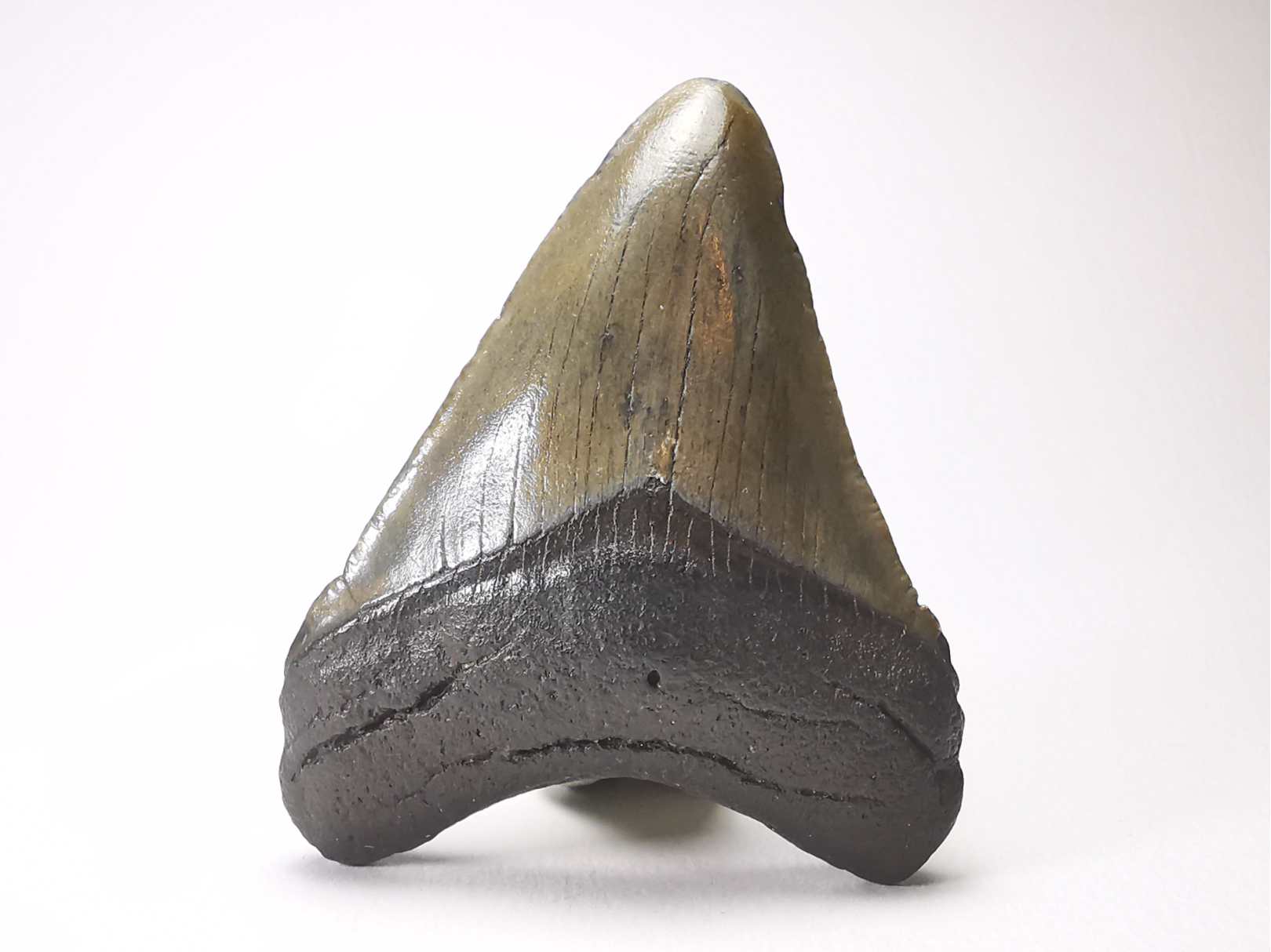 Dent de requin: Carcharodon megalodon, Miocène (USA)