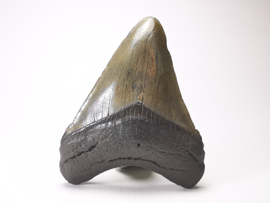 shark tooth: Carcharodon megalodon - Miocene (USA)