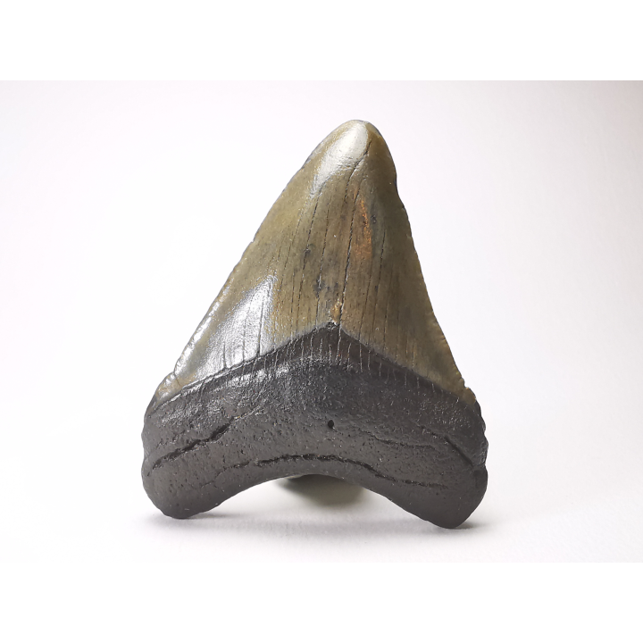 Dent de requin: Carcharodon megalodon, Miocène (USA)