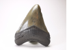 Dent de requin: Carcharodon megalodon, Miocène (USA)