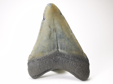 shark tooth: Carcharodon megalodon - Miocene (USA)