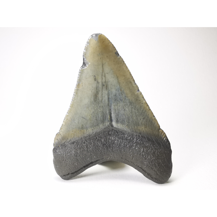shark tooth: Carcharodon megalodon - Miocene (USA)