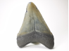Dent de requin: Carcharodon megalodon, Miocène (USA)