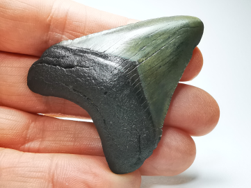 Dent de requin: Carcharodon megalodon, Miocène (USA)