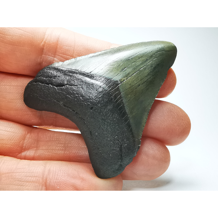 Dent de requin: Carcharodon megalodon, Miocène (USA)
