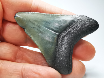 Dent de requin: Carcharodon megalodon, Miocène (USA)