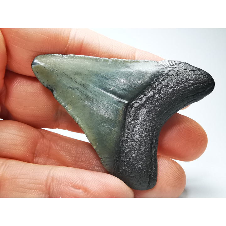 shark tooth: Carcharodon megalodon - Miocene (USA)