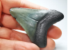shark tooth: Carcharodon megalodon - Miocene (USA)
