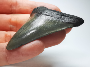 Dent de requin: Carcharodon megalodon, Miocène (USA)