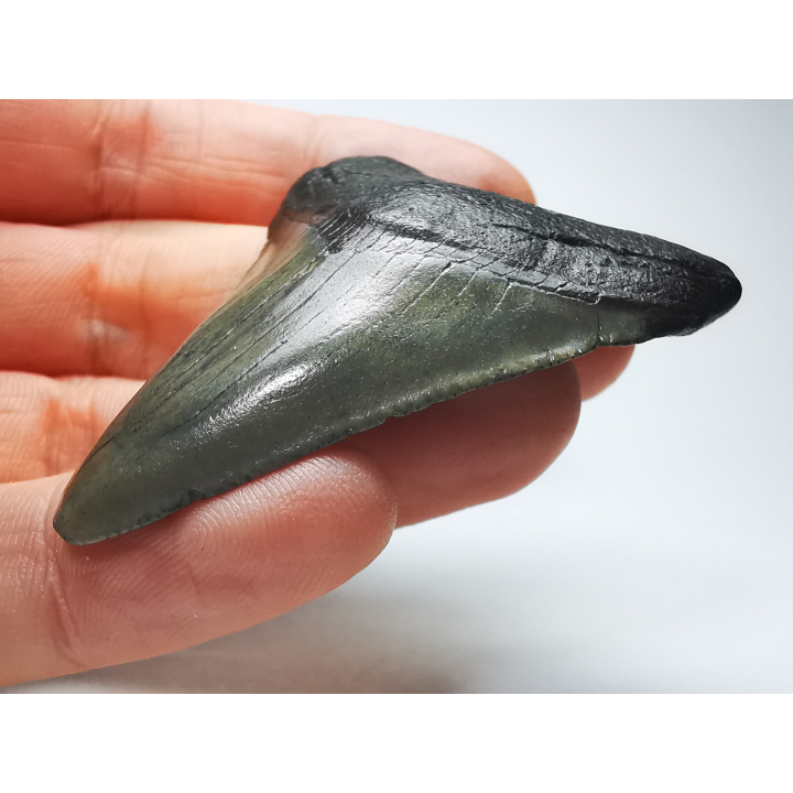 shark tooth: Carcharodon megalodon - Miocene (USA)