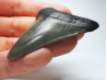 shark tooth: Carcharodon megalodon - Miocene (USA)