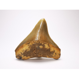 shark tooth: Carcharodon megalodon - Miocene (USA)