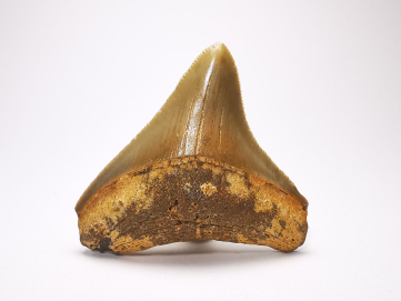 shark tooth: Carcharodon megalodon - Miocene (USA)
