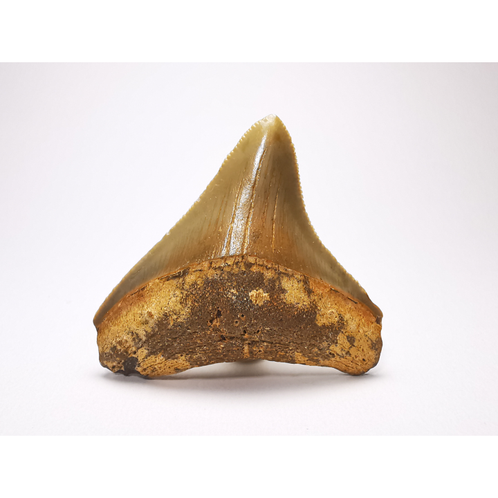 Dent de requin: Carcharodon megalodon, Miocène (USA)