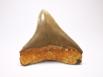shark tooth: Carcharodon megalodon - Miocene (USA)