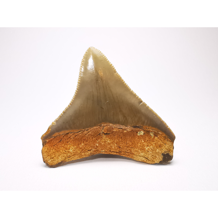 shark tooth: Carcharodon megalodon - Miocene (USA)