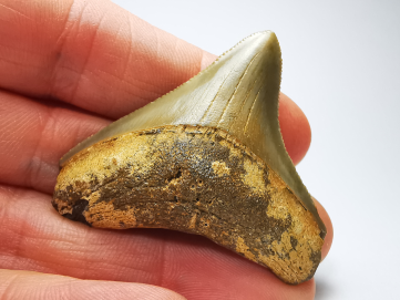 shark tooth: Carcharodon megalodon - Miocene (USA)