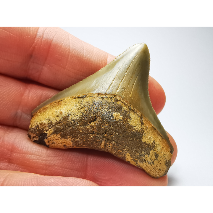 Dent de requin: Carcharodon megalodon, Miocène (USA)