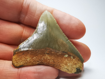 Dent de requin: Carcharodon megalodon, Miocène (USA)