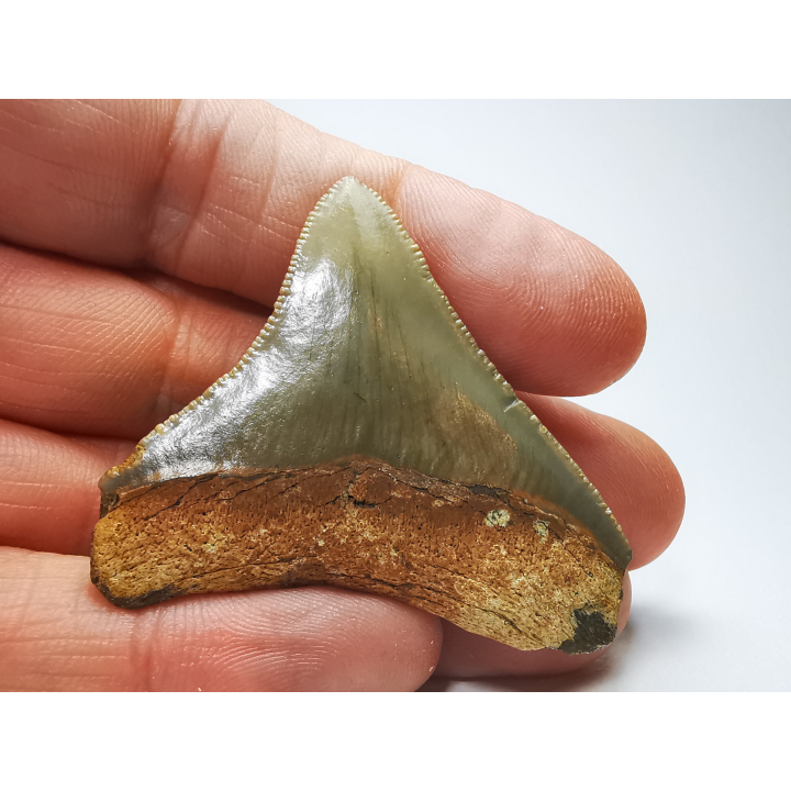 shark tooth: Carcharodon megalodon - Miocene (USA)