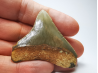 shark tooth: Carcharodon megalodon - Miocene (USA)